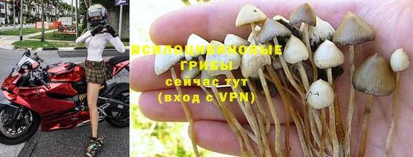 PSILOCYBIN Аркадак