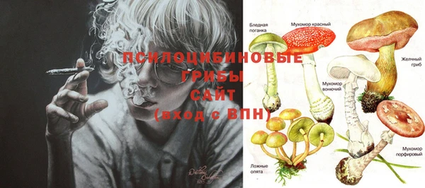 PSILOCYBIN Аркадак